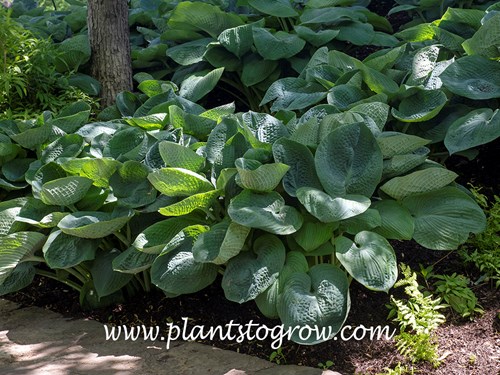 Hosta Big Daddy